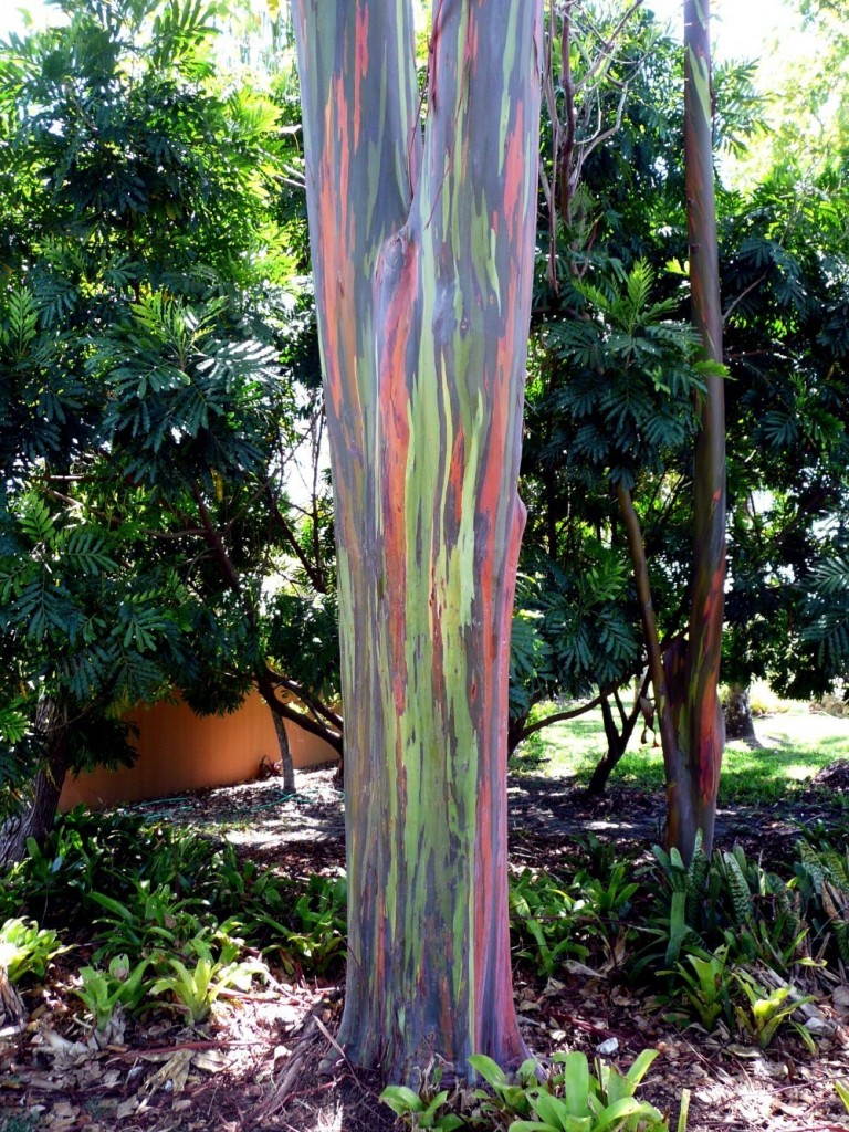 rainbow eucalyptus